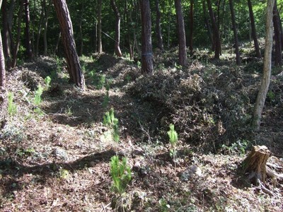 ちいさなアカマツが植栽されてました♪.JPG