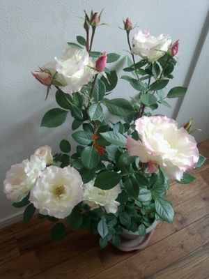 20130420105311.jpg